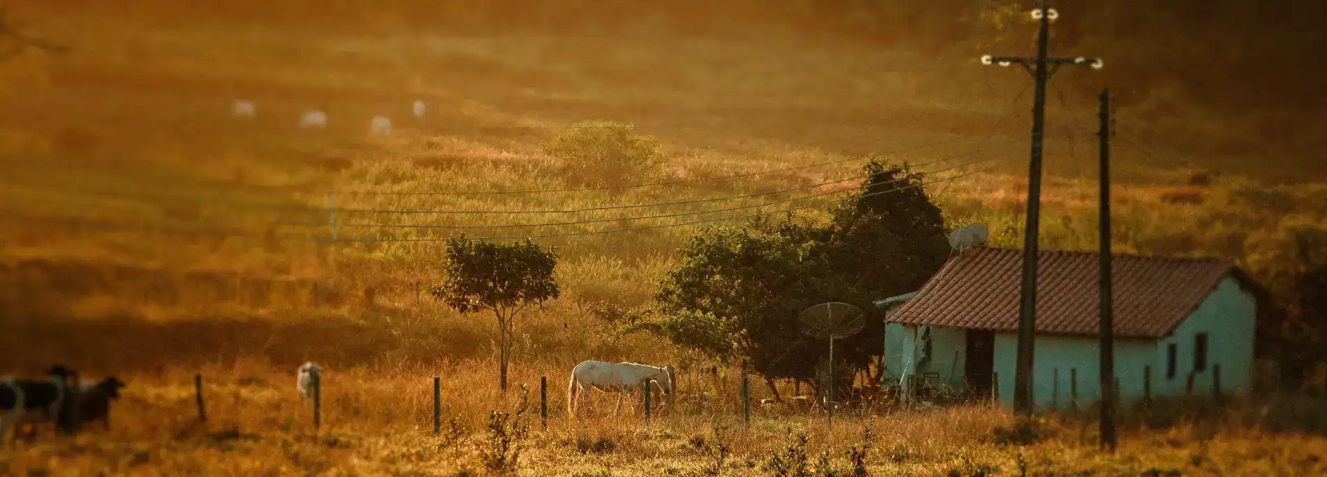 Best Farm Fences for Livestock
